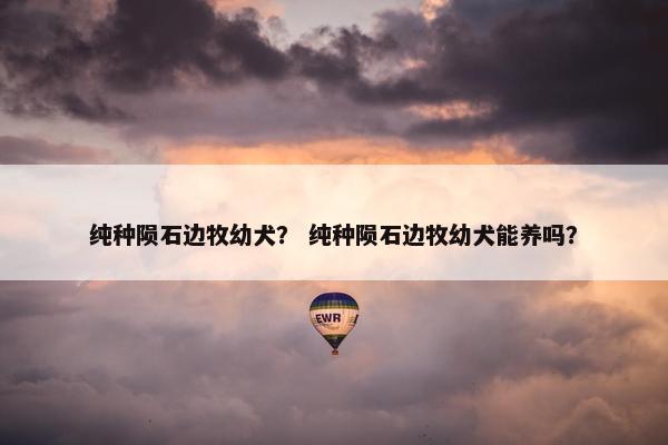 纯种陨石边牧幼犬？ 纯种陨石边牧幼犬能养吗？