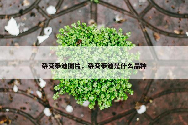 杂交泰迪图片，杂交泰迪是什么品种