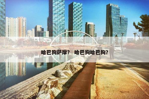 哈巴狗萨摩？ 哈巴狗哈巴狗？