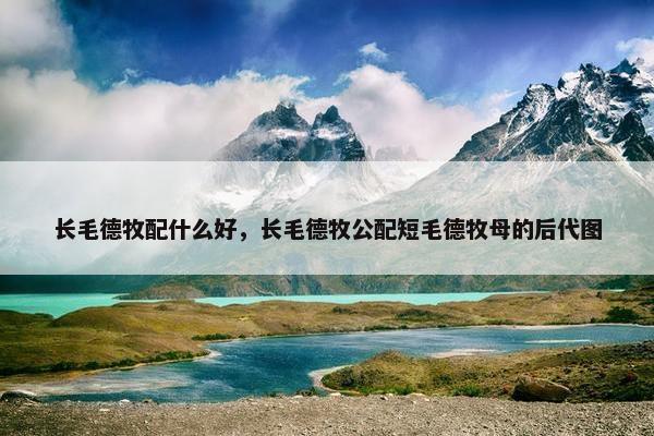 长毛德牧配什么好，长毛德牧公配短毛德牧母的后代图