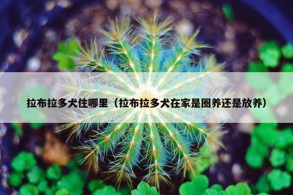 拉布拉多犬住哪里（拉布拉多犬在家是圈养还是放养）