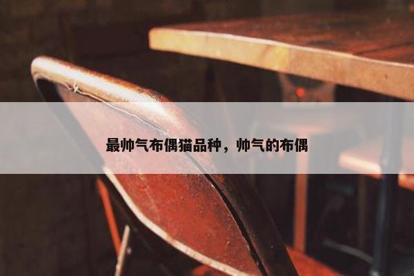 最帅气布偶猫品种，帅气的布偶