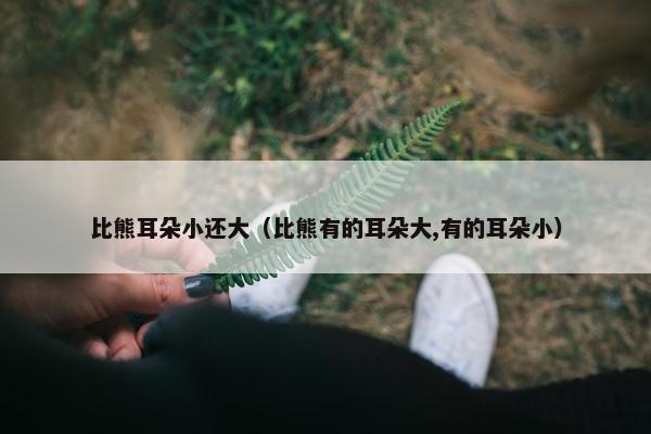 比熊耳朵小还大（比熊有的耳朵大,有的耳朵小）