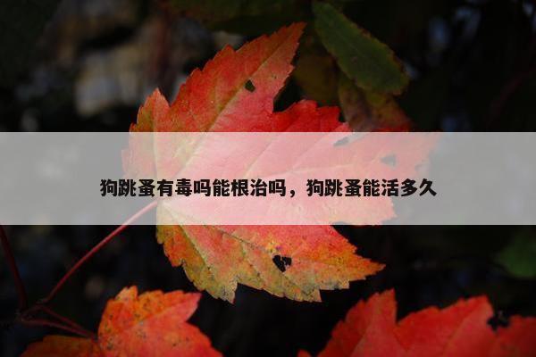 跳蚤