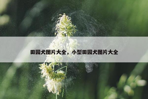 中华