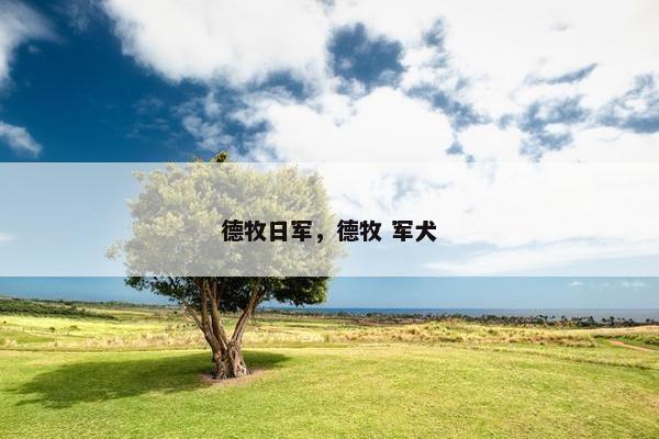 德牧日军，德牧 军犬
