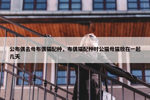 公布偶去母布偶猫配种，布偶猫配种时公猫母猫放在一起几天