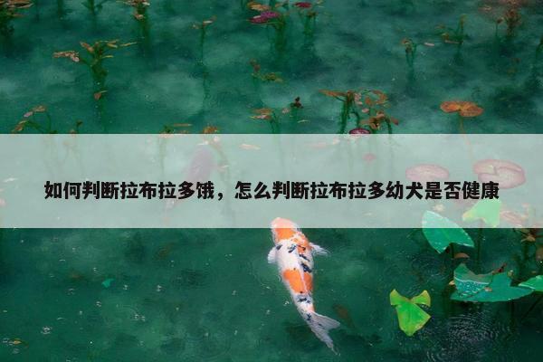 如何判断拉布拉多饿，怎么判断拉布拉多幼犬是否健康