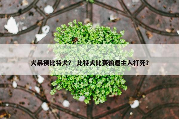 犬暴揍比特犬？ 比特犬比赛输遭主人打死？