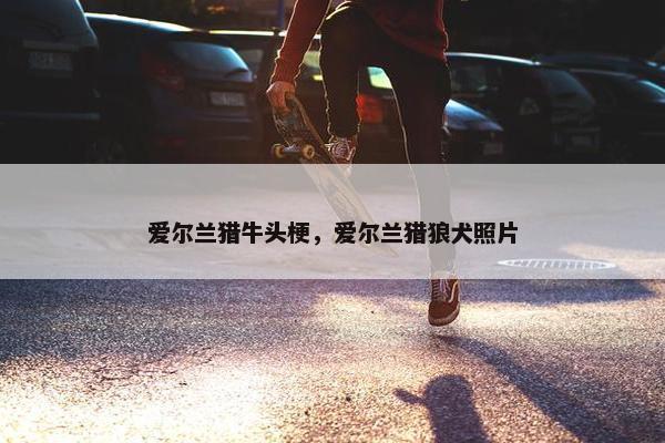 爱尔兰猎牛头梗，爱尔兰猎狼犬照片
