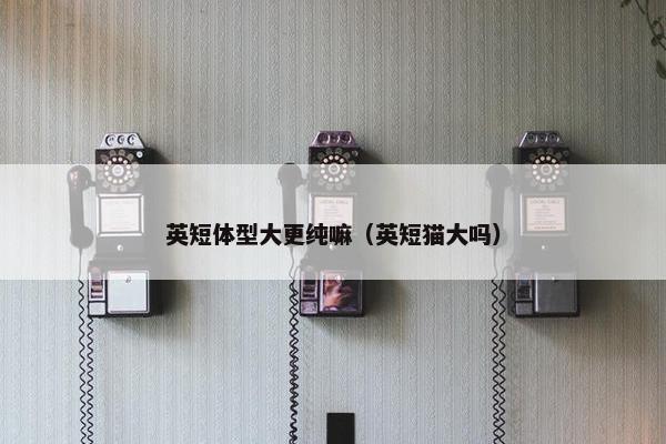英短体型大更纯嘛（英短猫大吗）