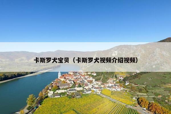 卡斯罗犬宝贝（卡斯罗犬视频介绍视频）