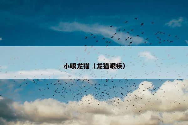 小眼龙猫(龙猫眼疾)