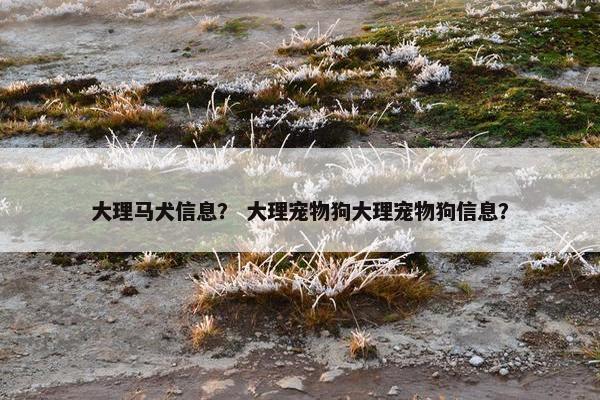 大理马犬信息? 大理宠物狗大理宠物狗信息?