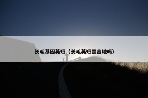 长毛基因英短(长毛英短是高地吗)