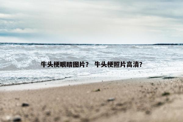 牛头梗眼睛图片？ 牛头梗照片高清？