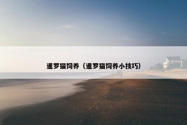 暹罗猫饲养(暹罗猫饲养小技巧)