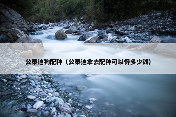 公泰迪狗配种（公泰迪拿去配种可以得多少钱）