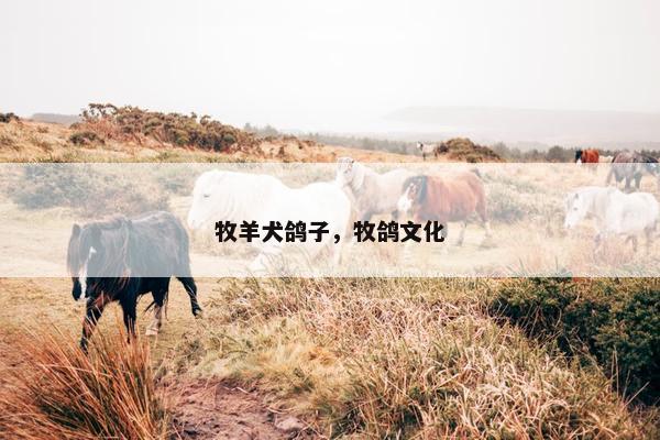 牧羊犬鸽子，牧鸽文化
