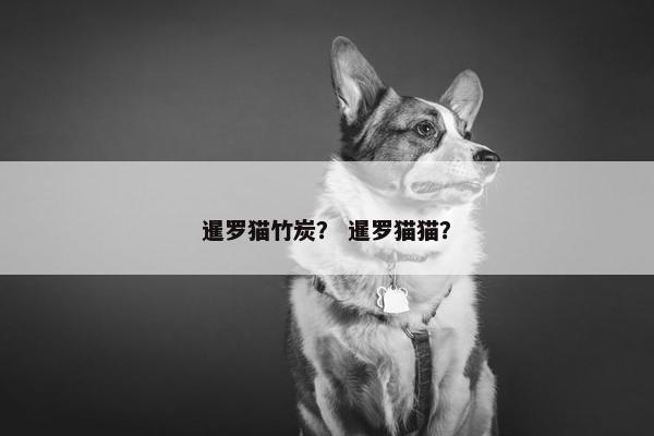 暹罗猫竹炭？ 暹罗猫猫？