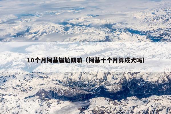 10个月柯基尴尬期嘛（柯基十个月算成犬吗）