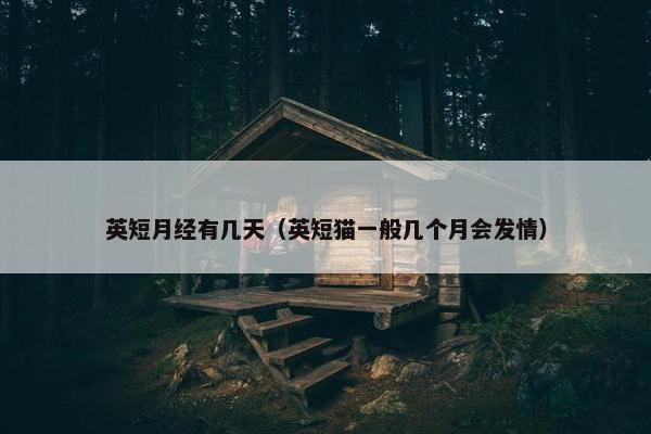 英短月经有几天(英短猫一般几个月会发情)