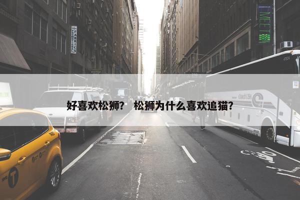 好喜欢松狮? 松狮为什么喜欢追猫?