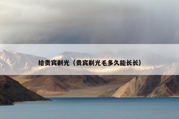 给贵宾剃光(贵宾剃光毛多久能长长)