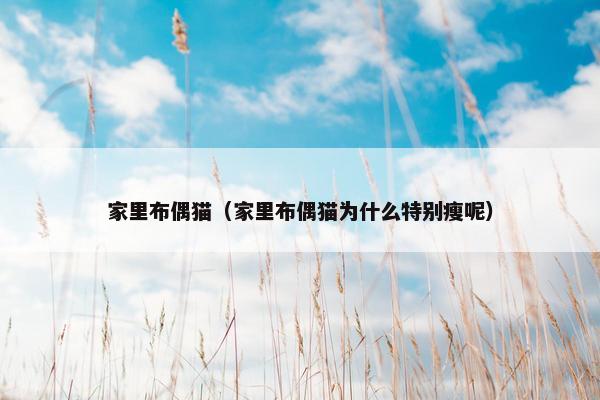 家里布偶猫(家里布偶猫为什么特别瘦呢)