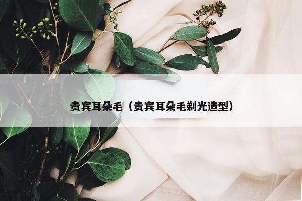 贵宾耳朵毛(贵宾耳朵毛剃光造型)