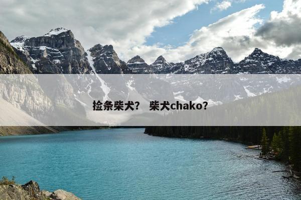 捡条柴犬？ 柴犬chako？