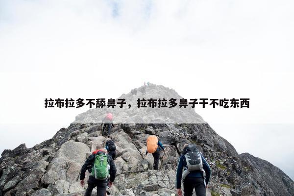 拉布拉多不舔鼻子，拉布拉多鼻子干不吃东西