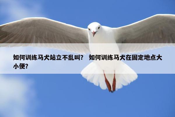 如何训练马犬站立不乱叫？ 如何训练马犬在固定地点大小便？