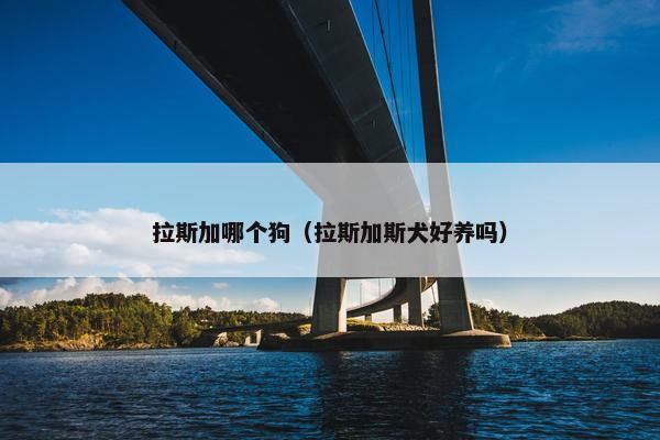 拉斯加哪个狗（拉斯加斯犬好养吗）