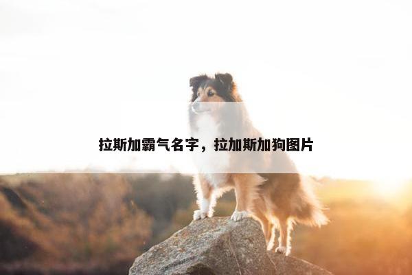 拉斯加霸气名字，拉加斯加狗图片