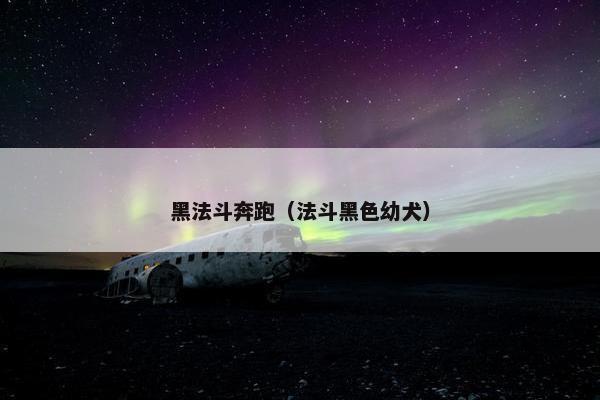 黑法斗奔跑（法斗黑色幼犬）
