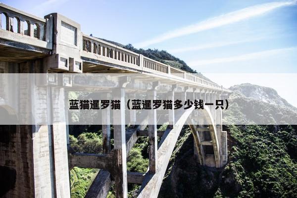 蓝猫暹罗猫（蓝暹罗猫多少钱一只）