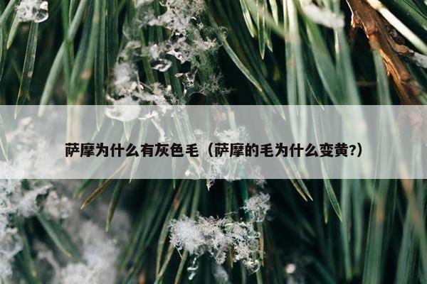 萨摩为什么有灰色毛（萨摩的毛为什么变黄?）