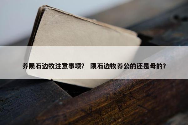 养陨石边牧注意事项？ 陨石边牧养公的还是母的？