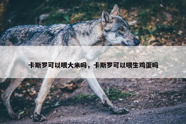 卡斯罗可以喂大米吗，卡斯罗可以喂生鸡蛋吗