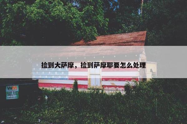 捡到大萨摩，捡到萨摩耶要怎么处理