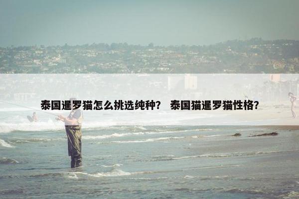 泰国暹罗猫怎么挑选纯种？ 泰国猫暹罗猫性格？