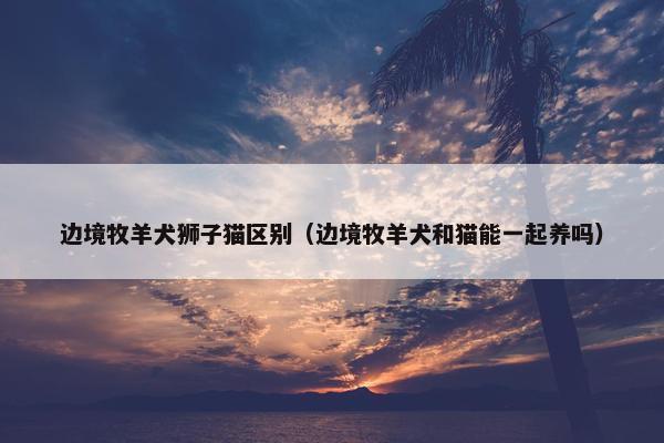 边境牧羊犬狮子猫区别(边境牧羊犬和猫能一起养吗)