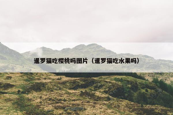 暹罗猫吃樱桃吗图片（暹罗猫吃水果吗）