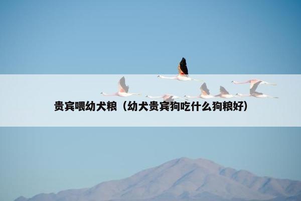 贵宾喂幼犬粮(幼犬贵宾狗吃什么狗粮好)