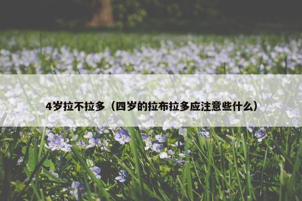 4岁拉不拉多(四岁的拉布拉多应注意些什么)