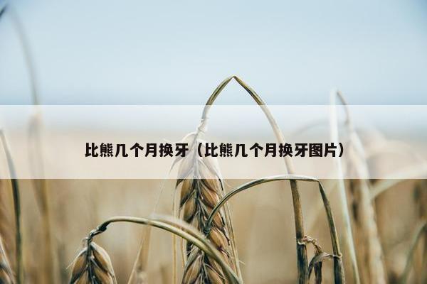 比熊几个月换牙（比熊几个月换牙图片）