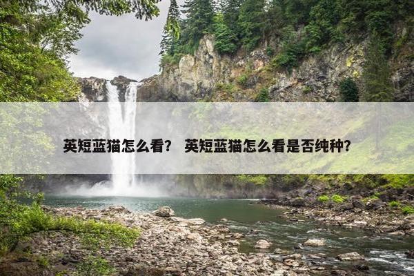 英短蓝猫怎么看? 英短蓝猫怎么看是否纯种?