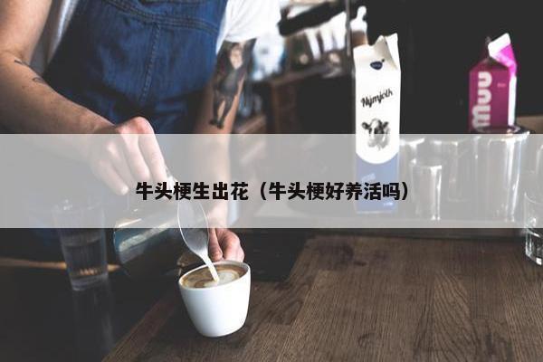 牛头梗生出花(牛头梗好养活吗)