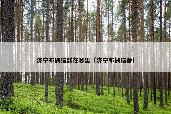 济宁布偶猫群在哪里（济宁布偶猫舍）
